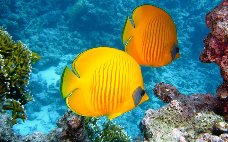 Chumbe Island Coral Park, Zanzibar