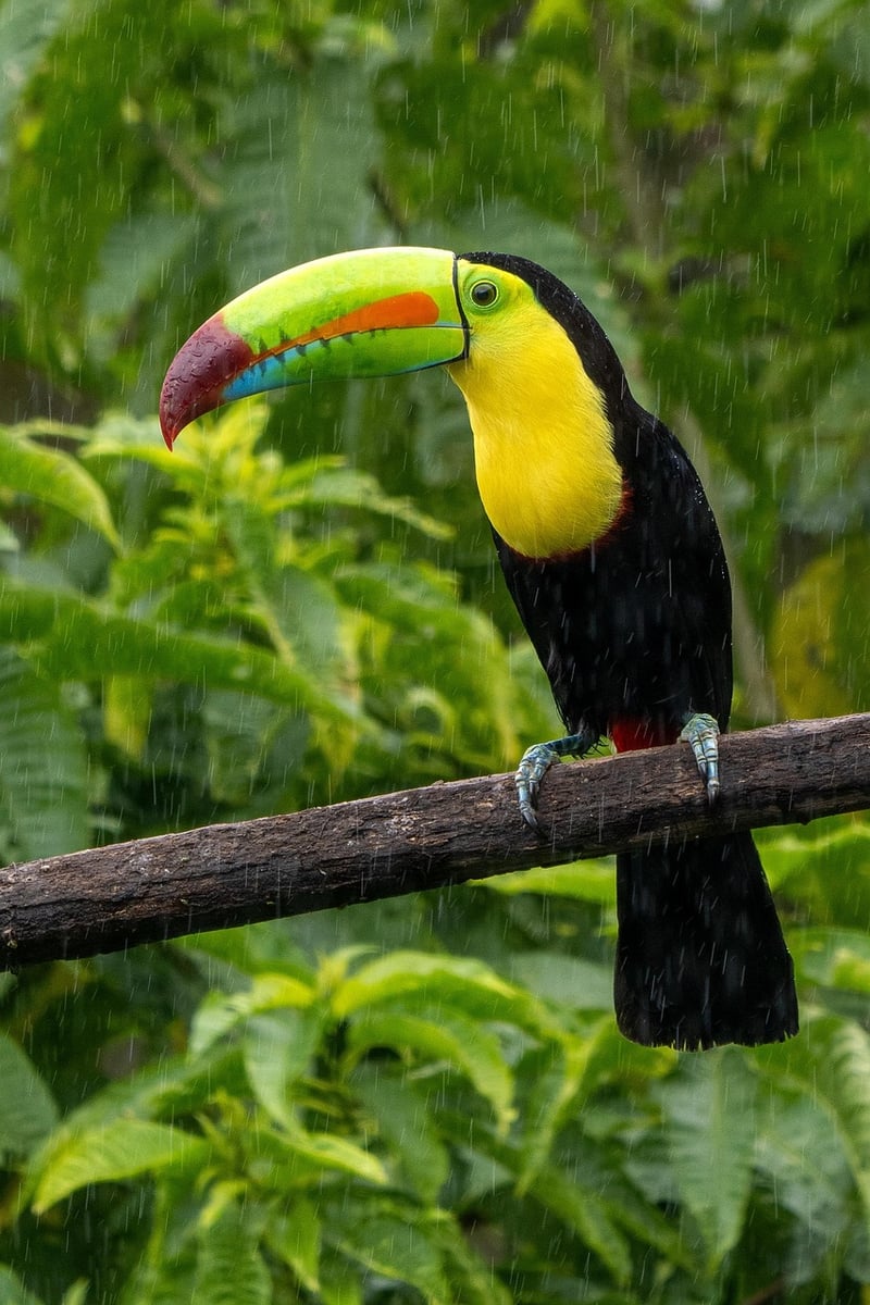 Costa Rica Mountains