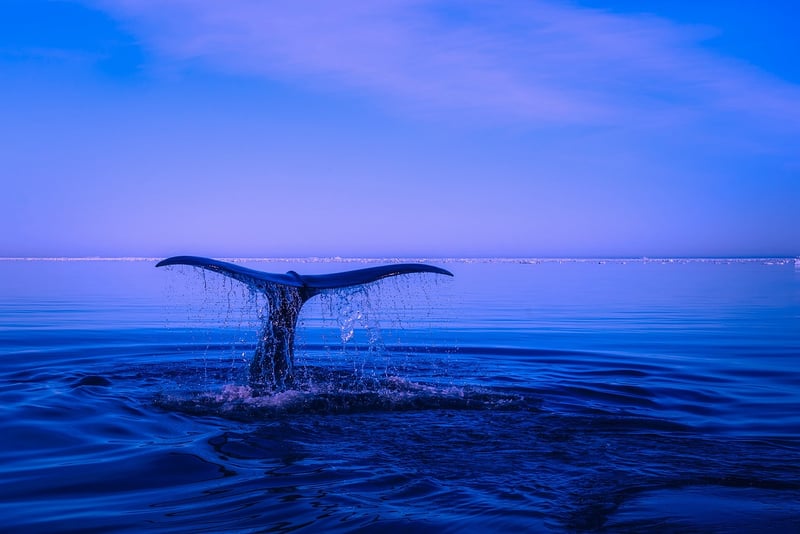 Hawaii Humpback Whale